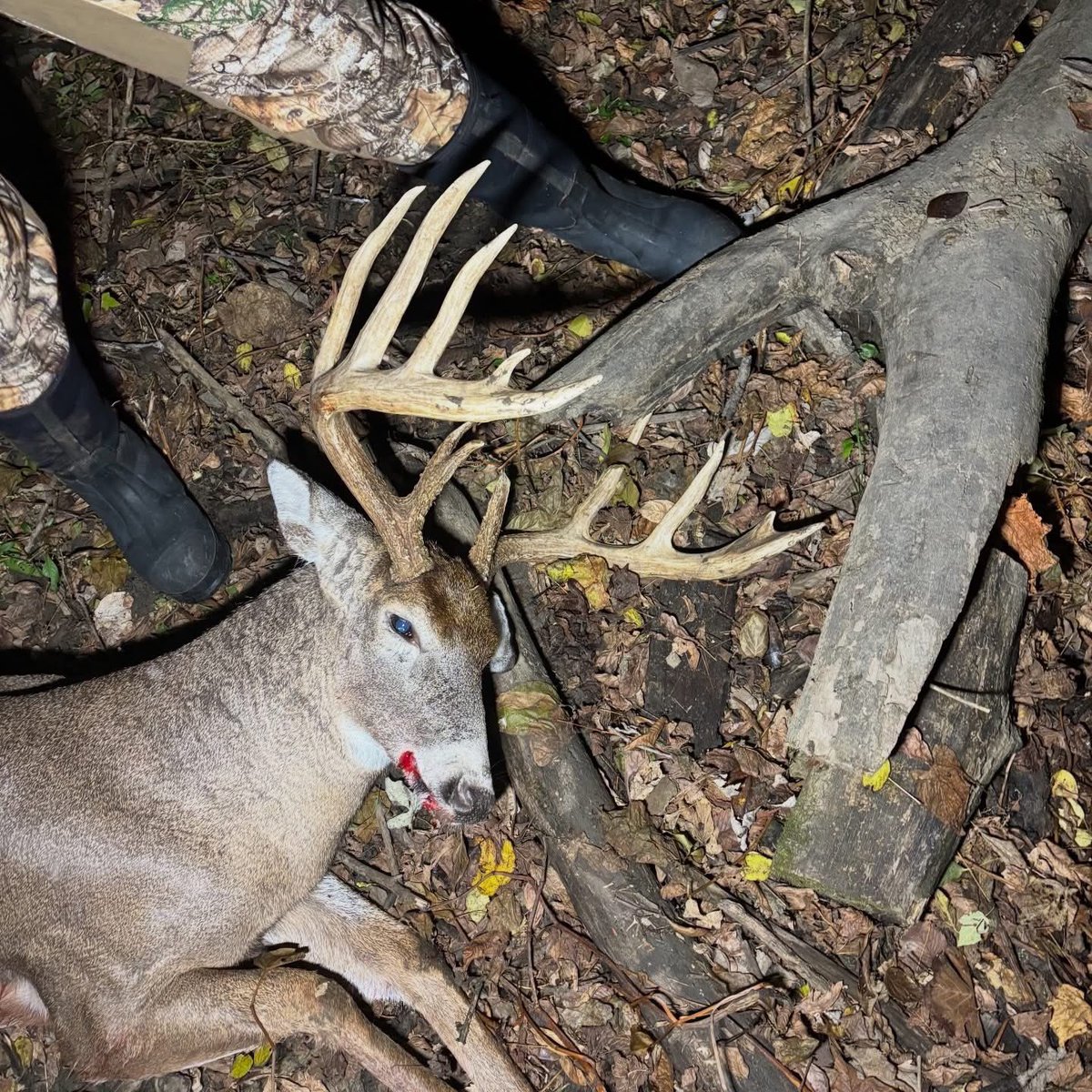 Buckmasters Nation tweet media