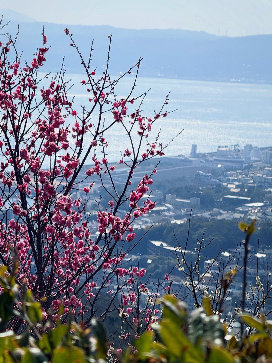 红梅。白梅。梅宴。梅笺。

半山绰约影，
凌空眺神户。

#与友人同游须磨浦山上