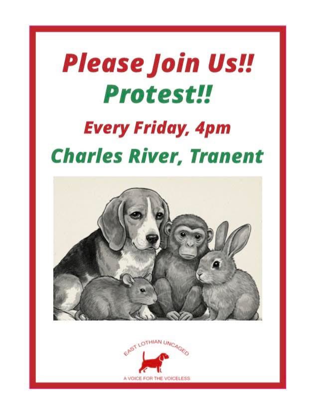 Harris Hound 🌈 SayNoToGreyhoundRacingInScotland tweet media