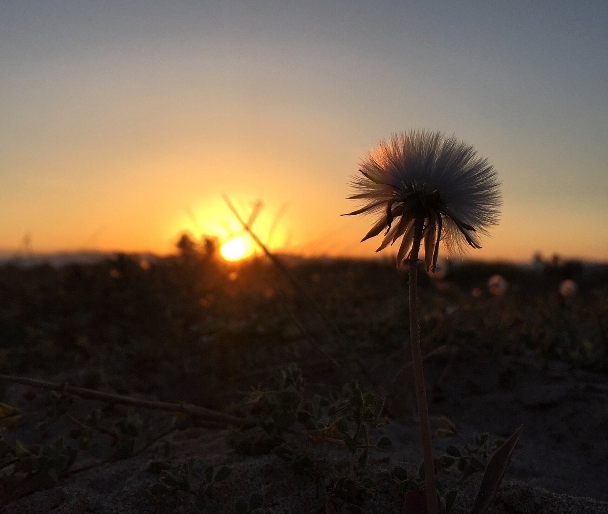 Linda Guirguis tweet media