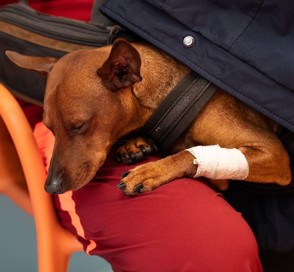 LAV Trieste tweet media