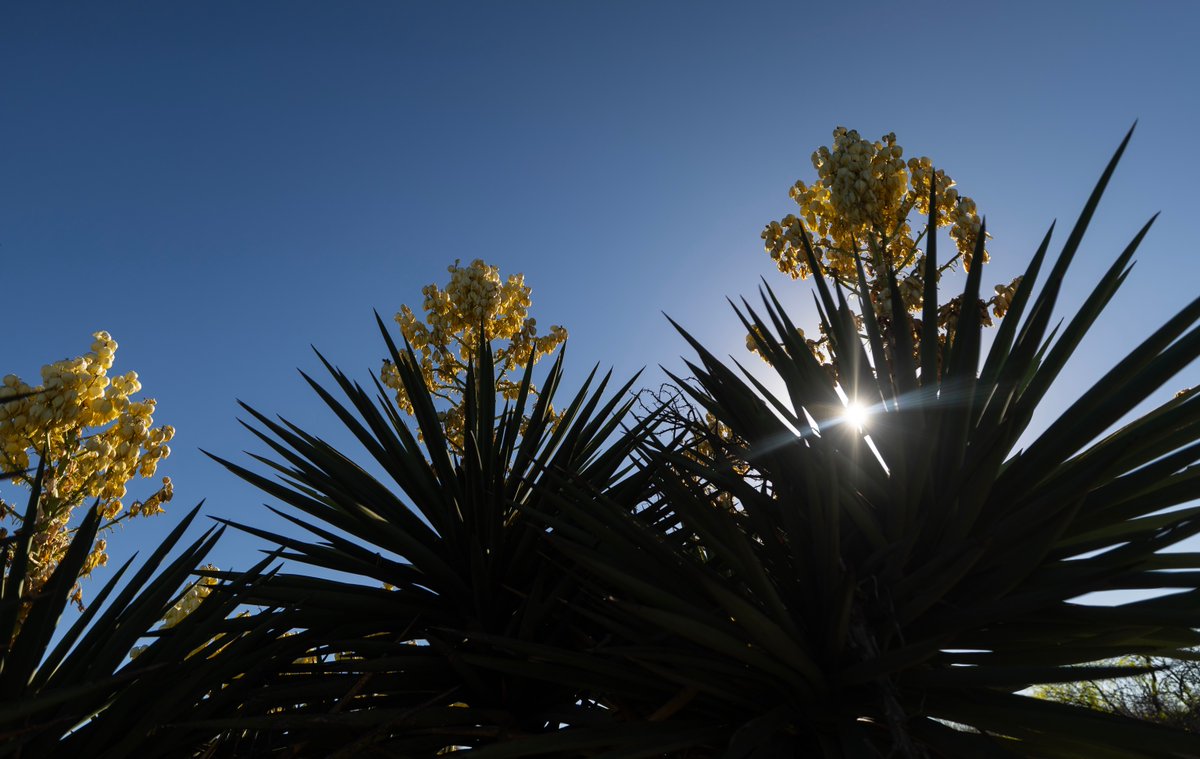 Southwest Research Institute tweet media