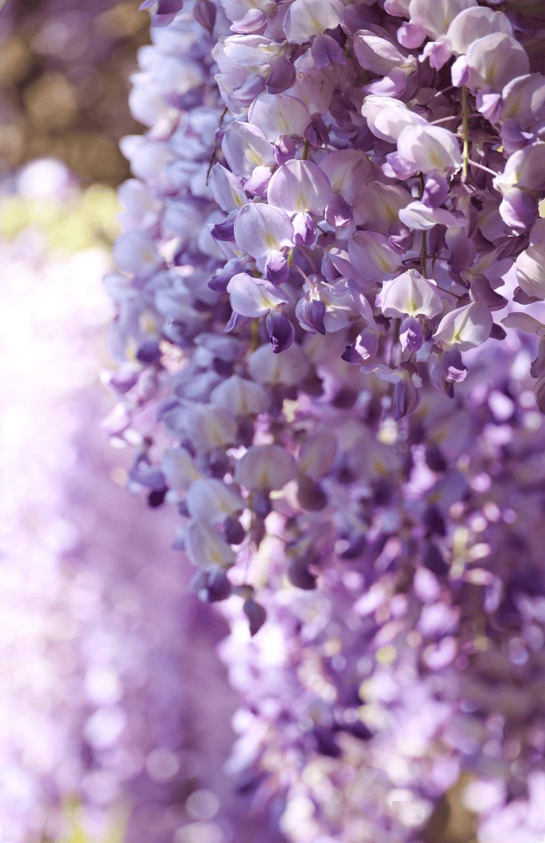 Jun Felbs tweet media