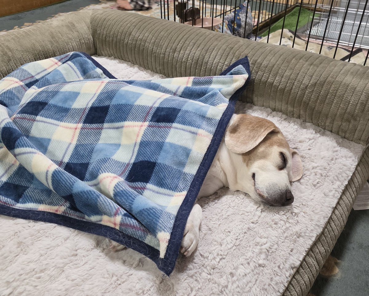 れいん tweet media