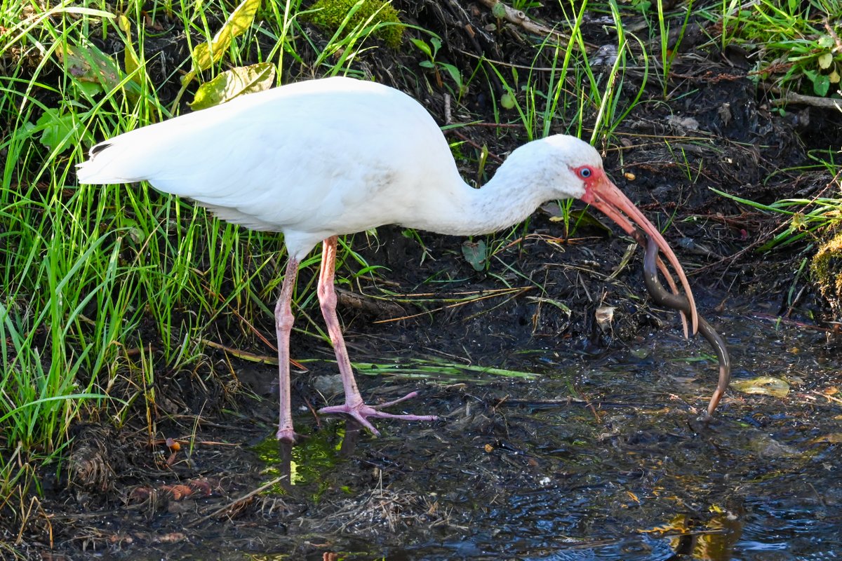 Nate Igor Smith tweet media