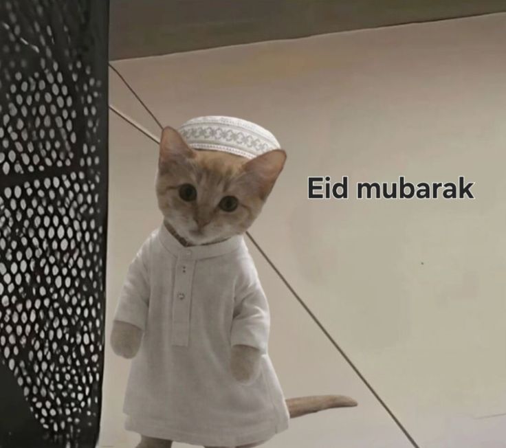 Kucing Nakal tweet media