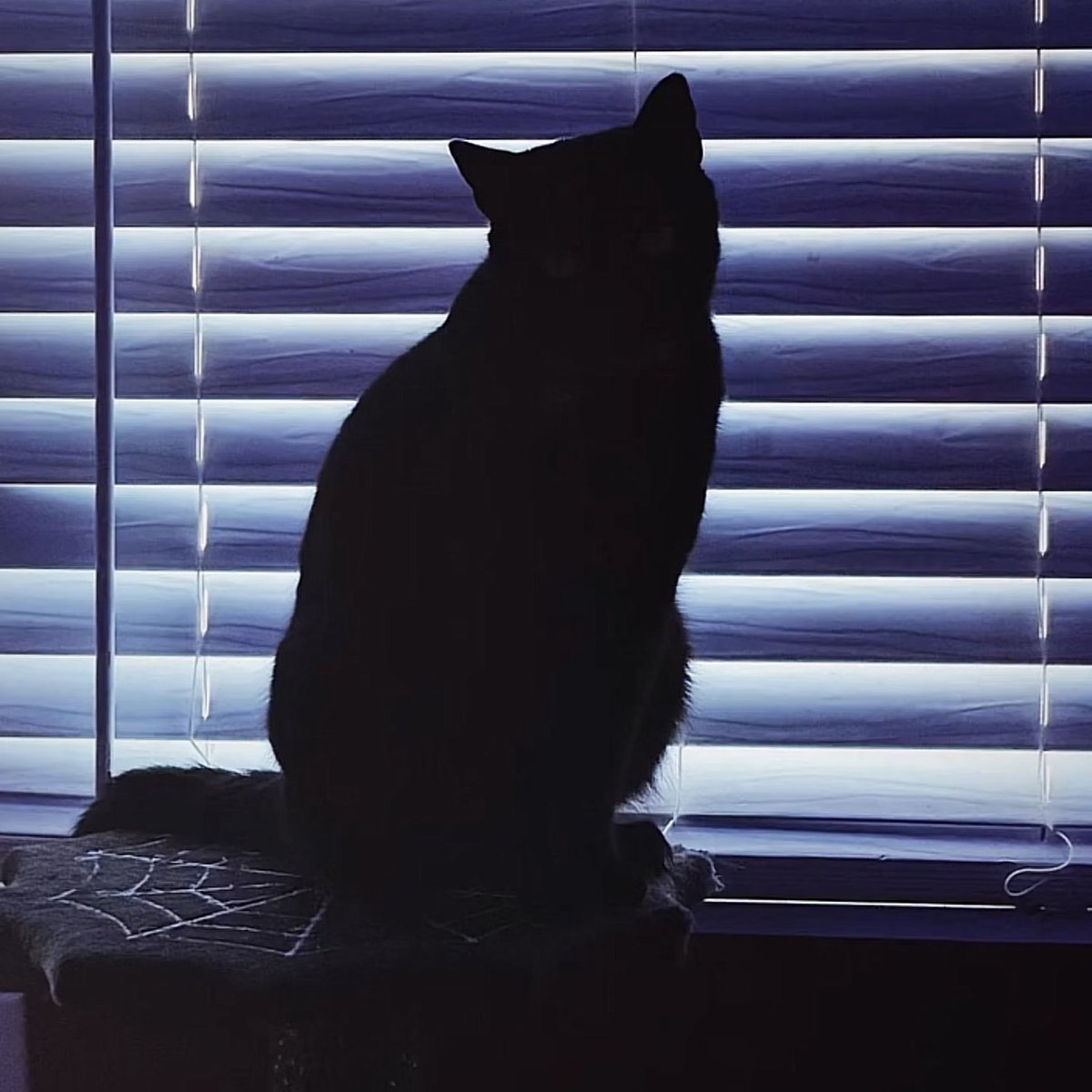 BeamerBry tweet media