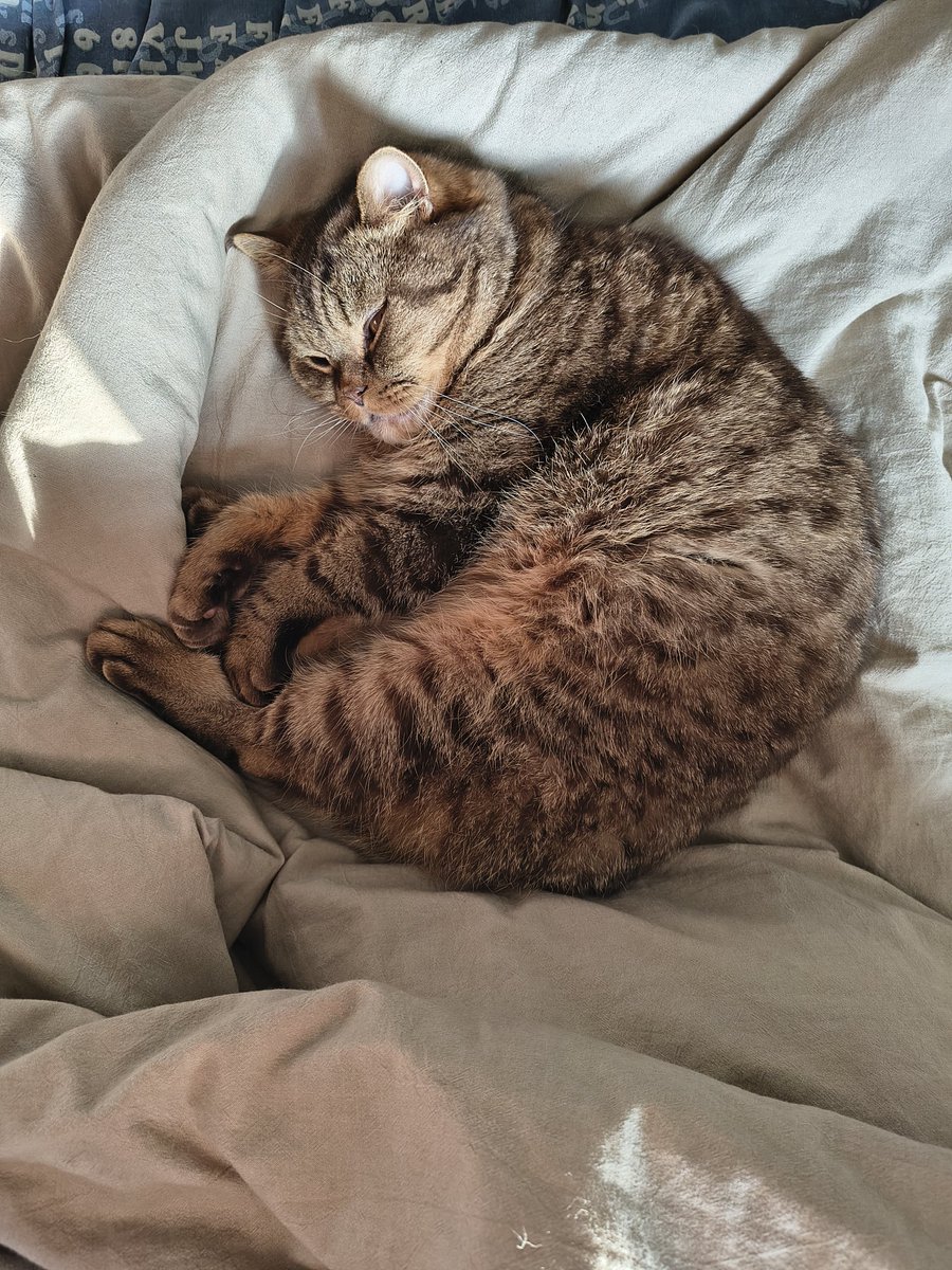 Genteel Girl tweet media