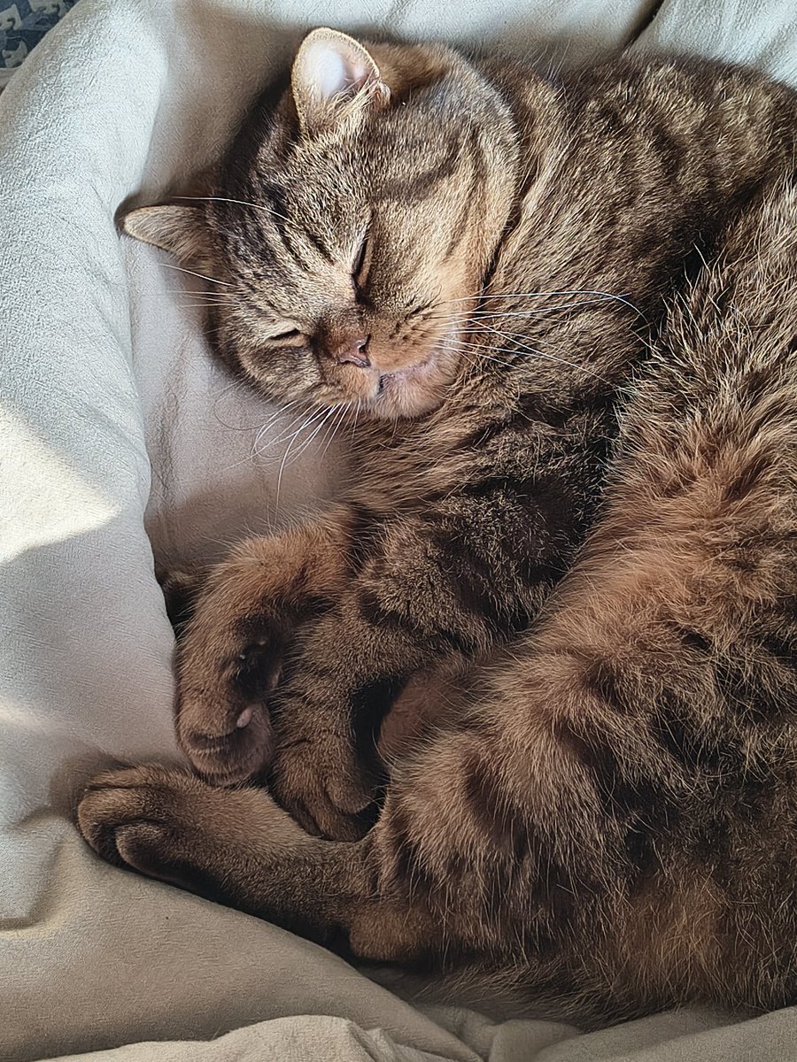 Genteel Girl tweet media