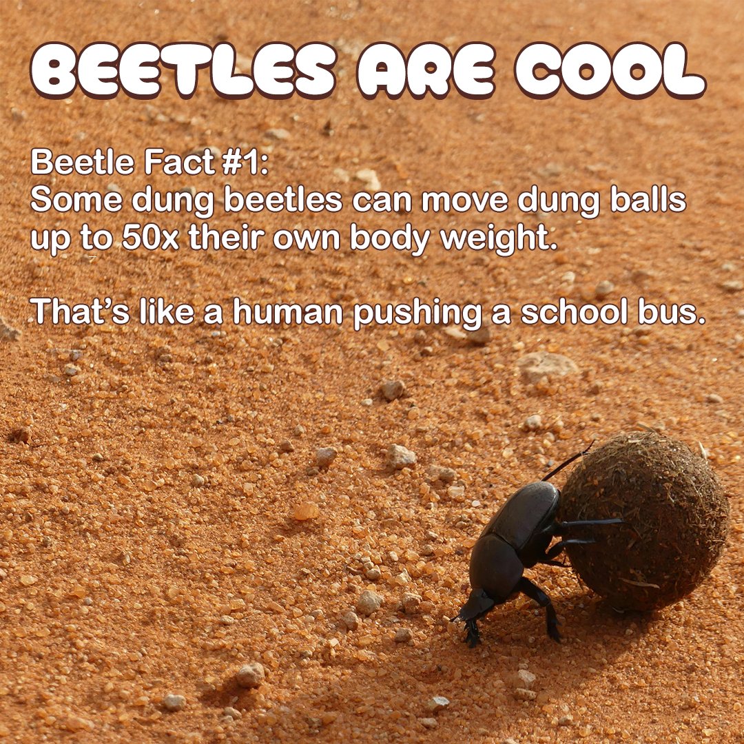 Lesser Weevil tweet media