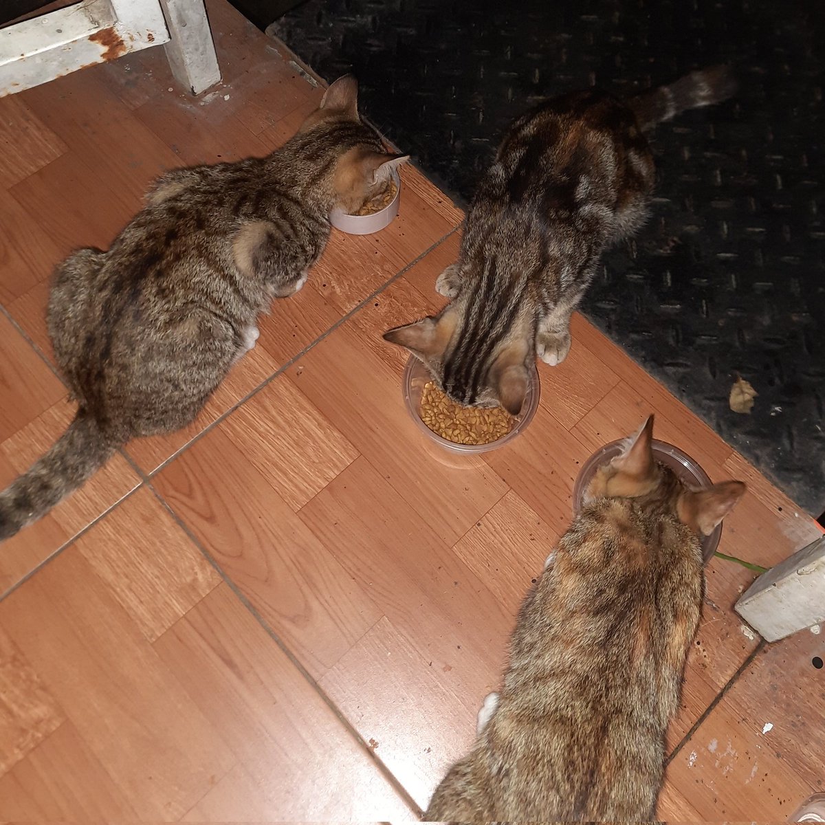 nyai kunyit🌙 tweet media