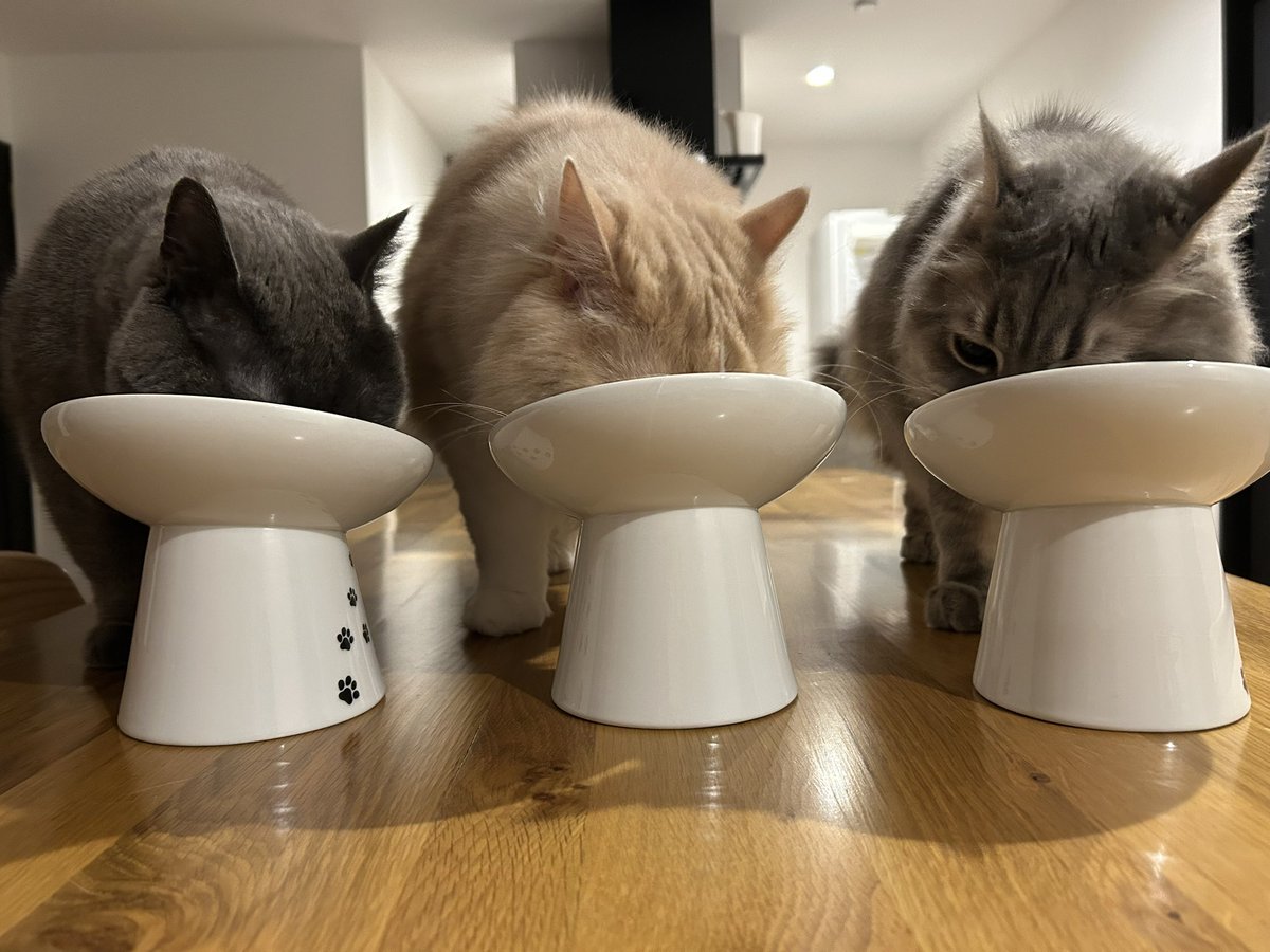 グリとグラとジル🐾 tweet media