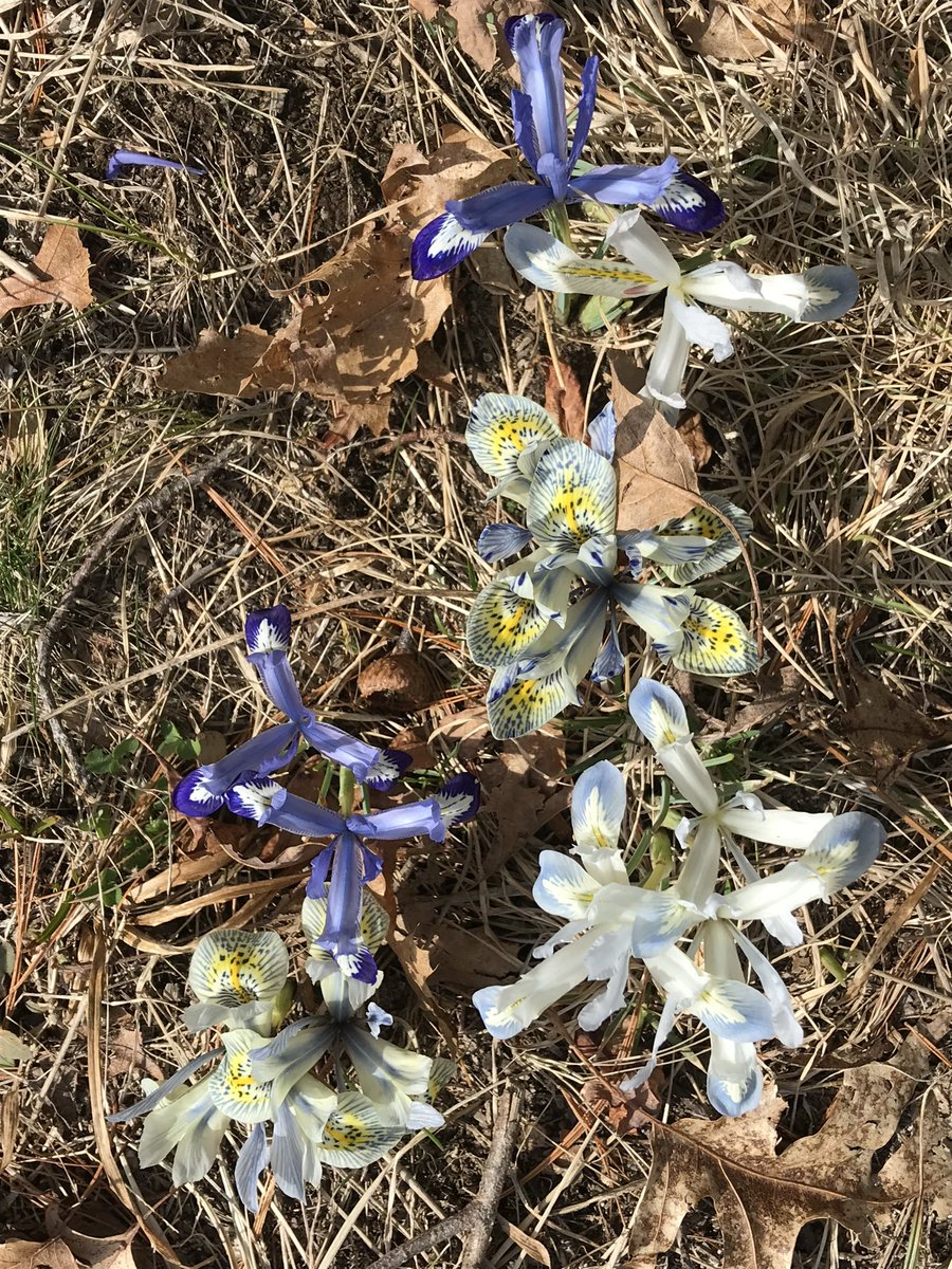 Violacheese tweet media