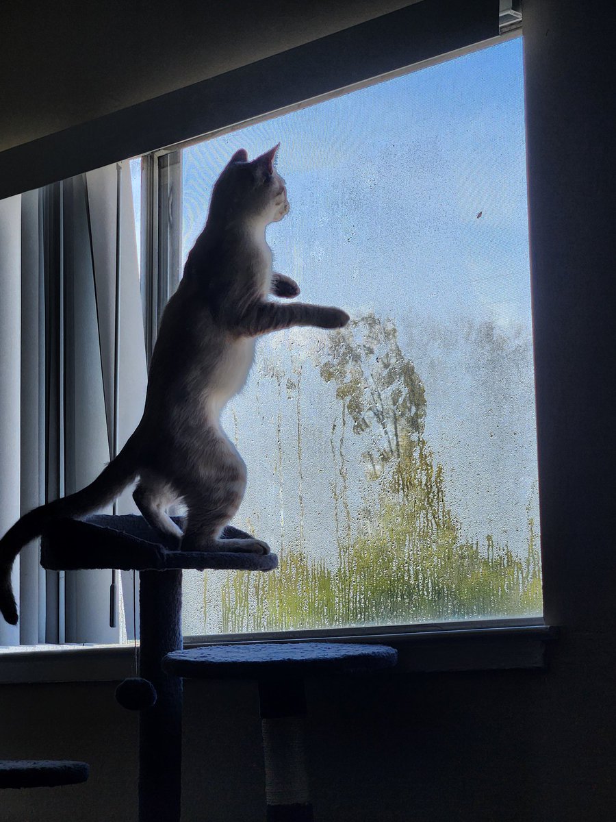 lentil & bowser 🩶 walter & bonkers 🌈 tweet media