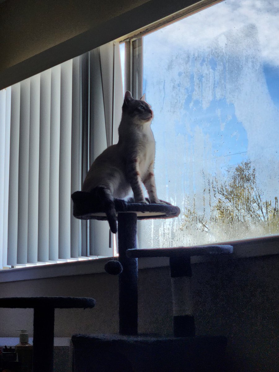 lentil & bowser 🩶 walter & bonkers 🌈 tweet media