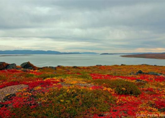 Canadian Wildlife Federation tweet media