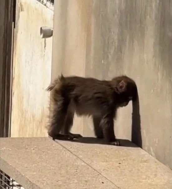 I̶l̷y̶ tweet media