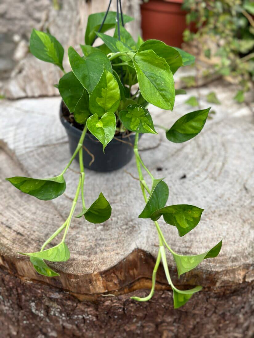 Nesley john Sanchez tweet media