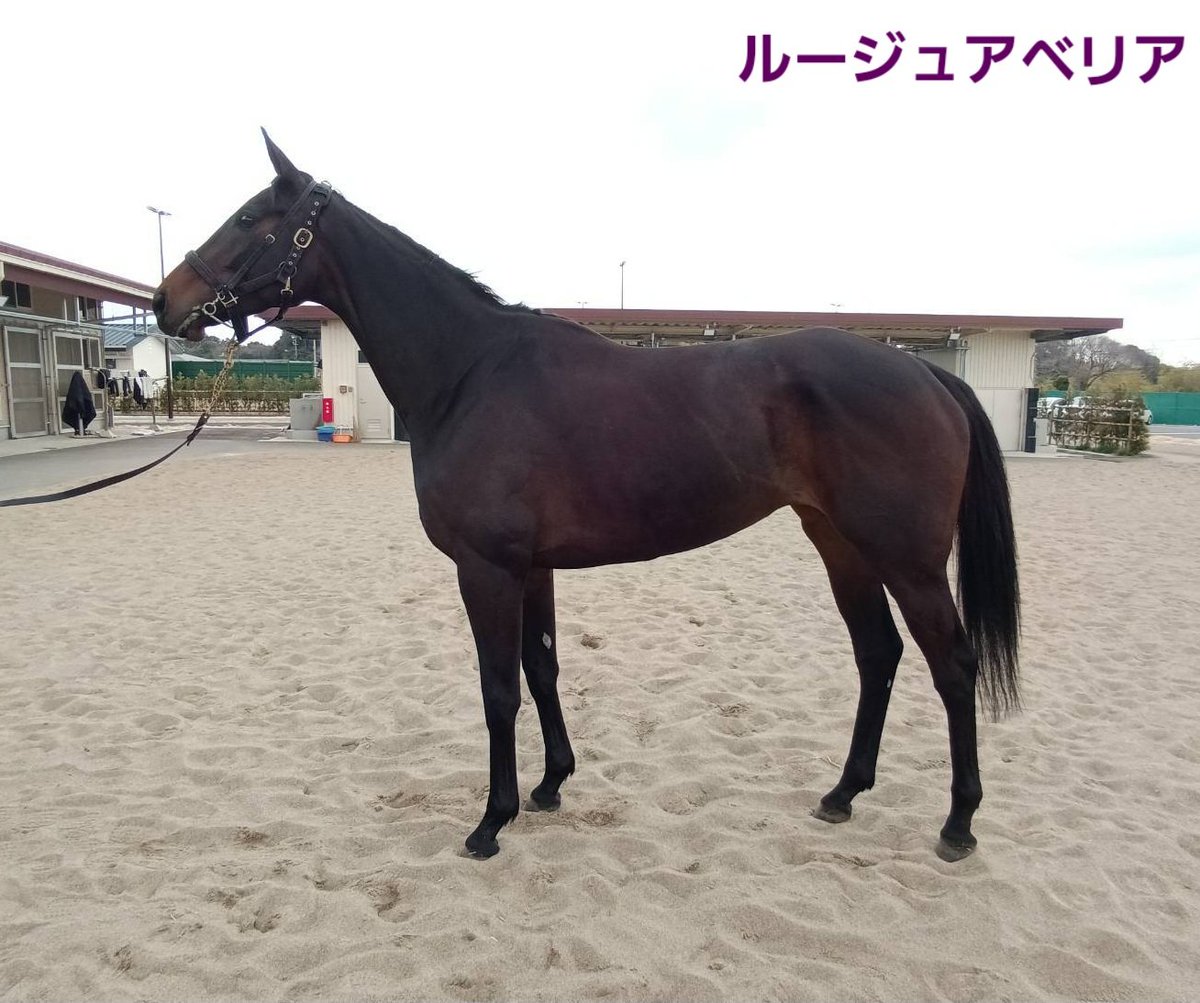 加藤士津八厩舎 tweet media