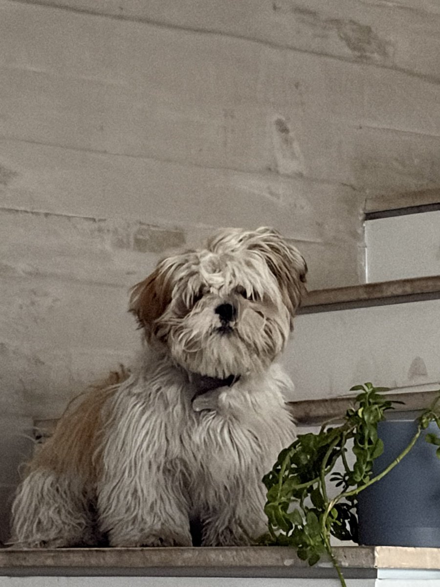 Fernando Belaunzarán tweet media