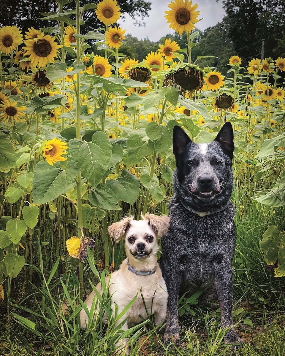 theTNmagazine's tweet photo. The first-place adult “Pet Portraiture” Shutterbug winner is Nancy McKenzie with “Big Smiles and Sunflowers.” Check out the rest of the winning entries here. #Shutterbug #PetPortraiture https://t.co/y896brxY5A https://t.co/NCiWi2NjA3