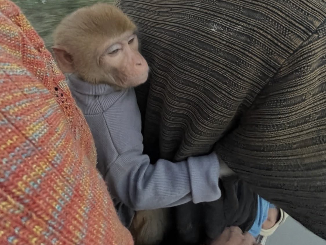 원숭이 아카이브 tweet media