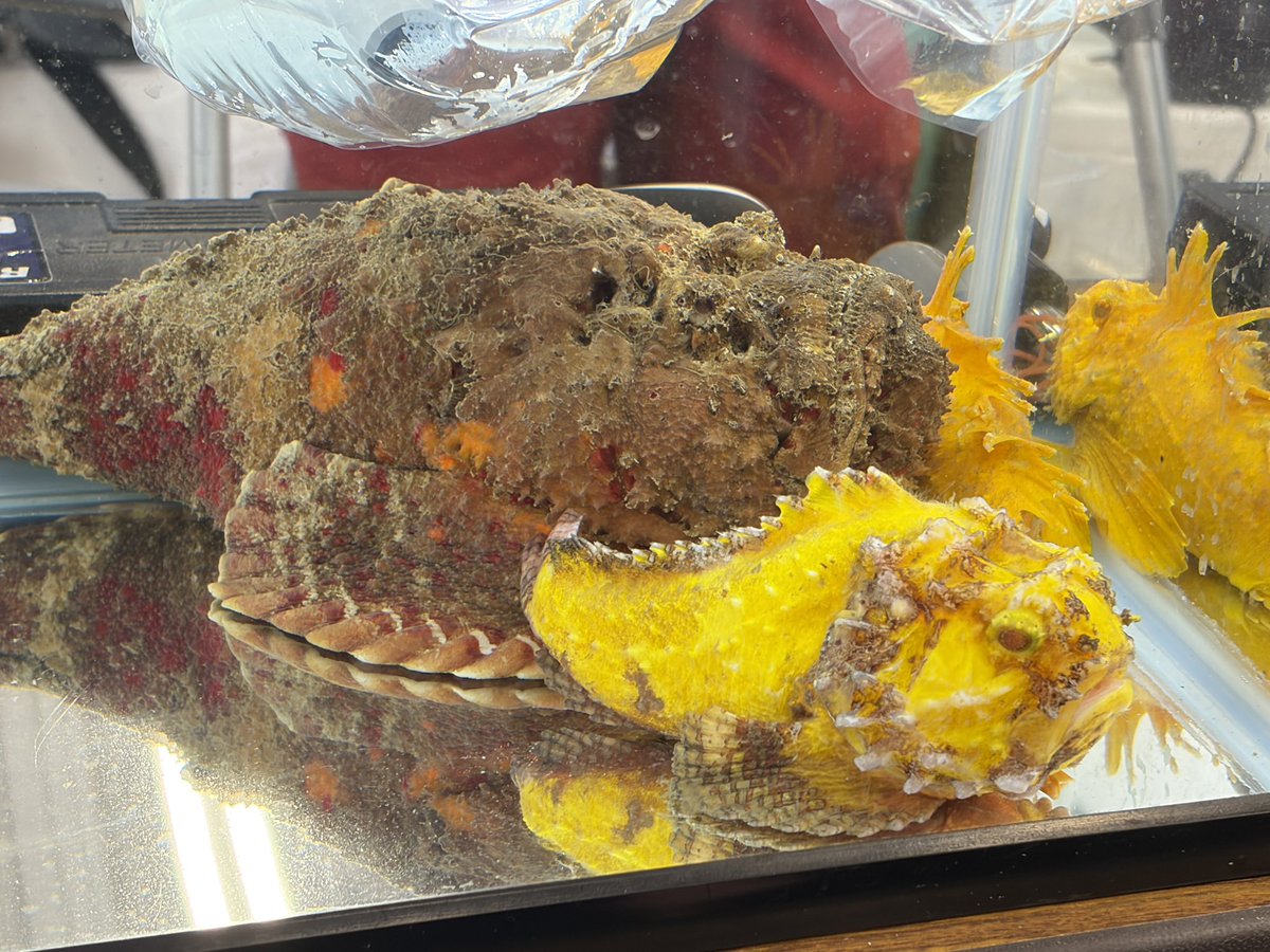 たにっかーずくらぶ@ぷーやー tweet media