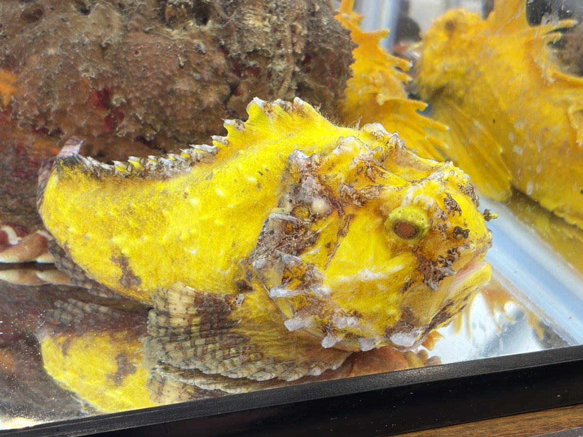 たにっかーずくらぶ@ぷーやー tweet media