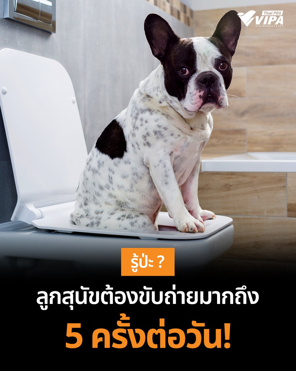 VIPA | Vision · Passion tweet media