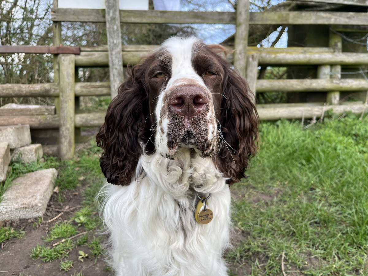 EDDIE Heir 2 AdsDogCharlie tweet media