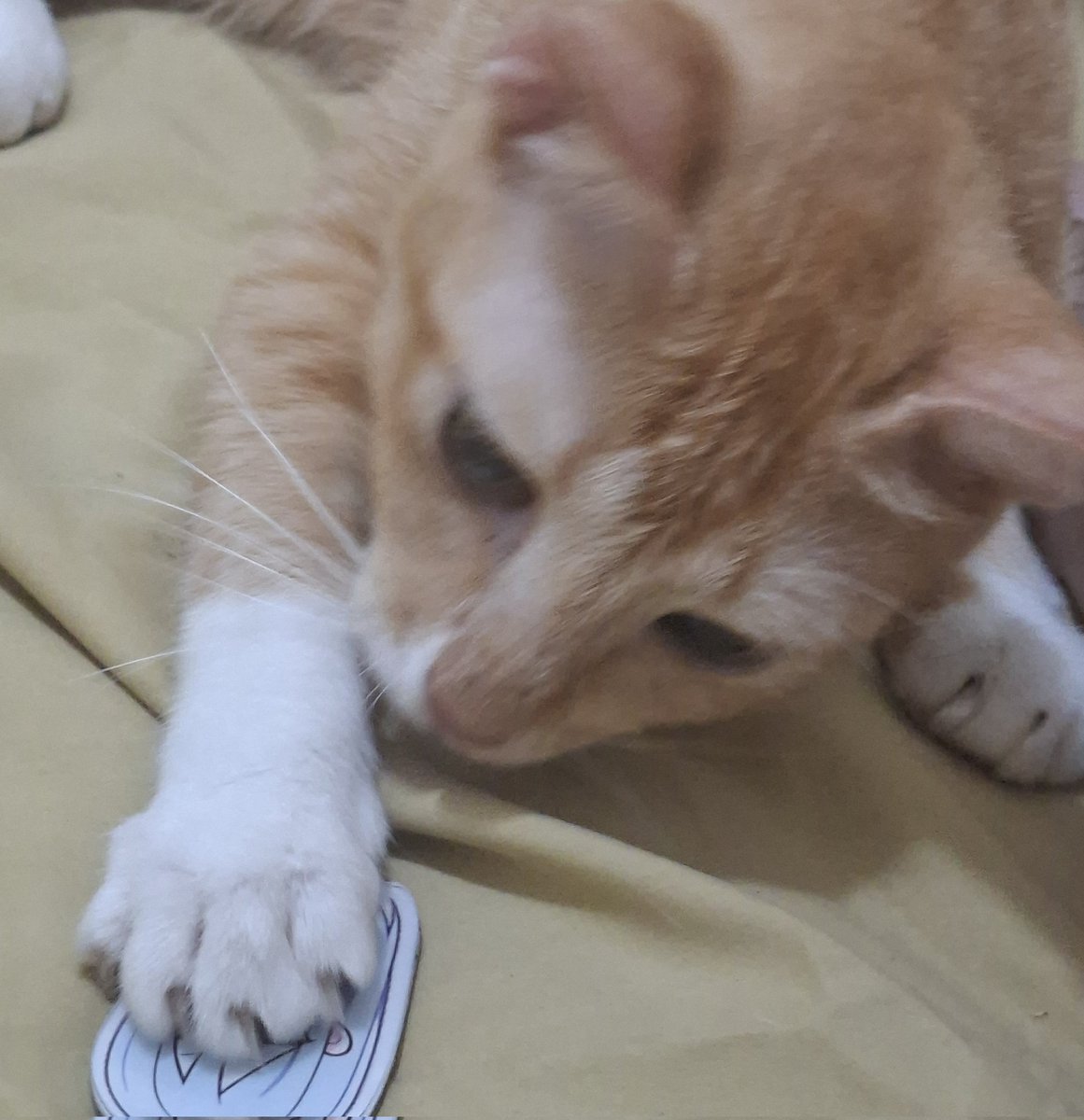 Caeci.i || tweet media