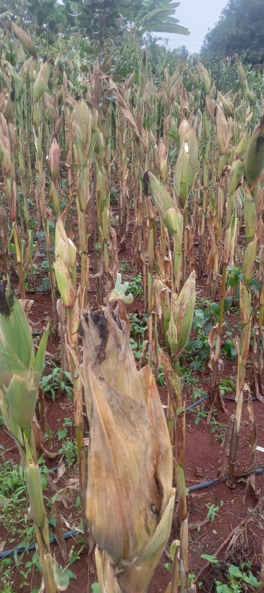 🇰🇪The Rustic Garden tweet media