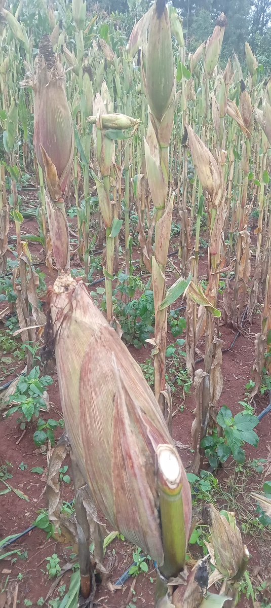 🇰🇪The Rustic Garden tweet media