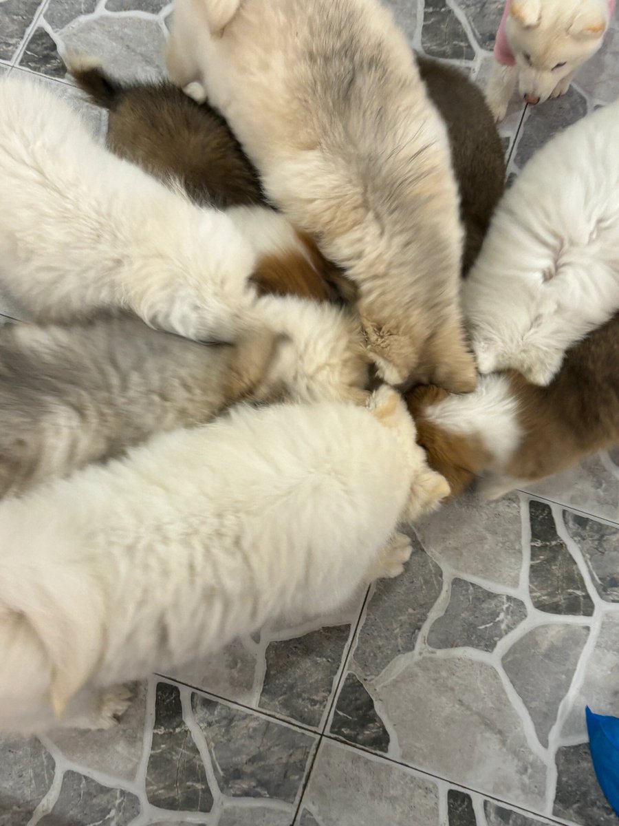 Alan Knowles tweet media