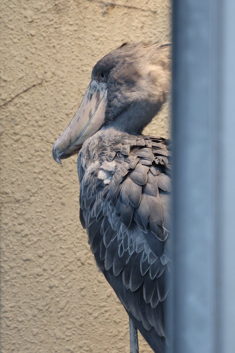 トム子 tweet media