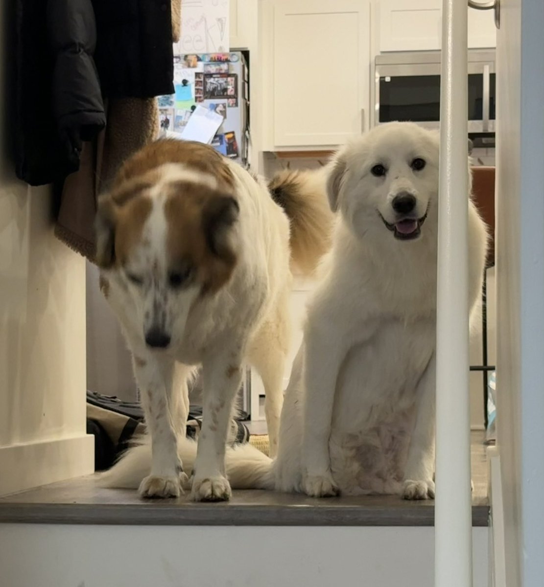 Lola Patolla tweet media