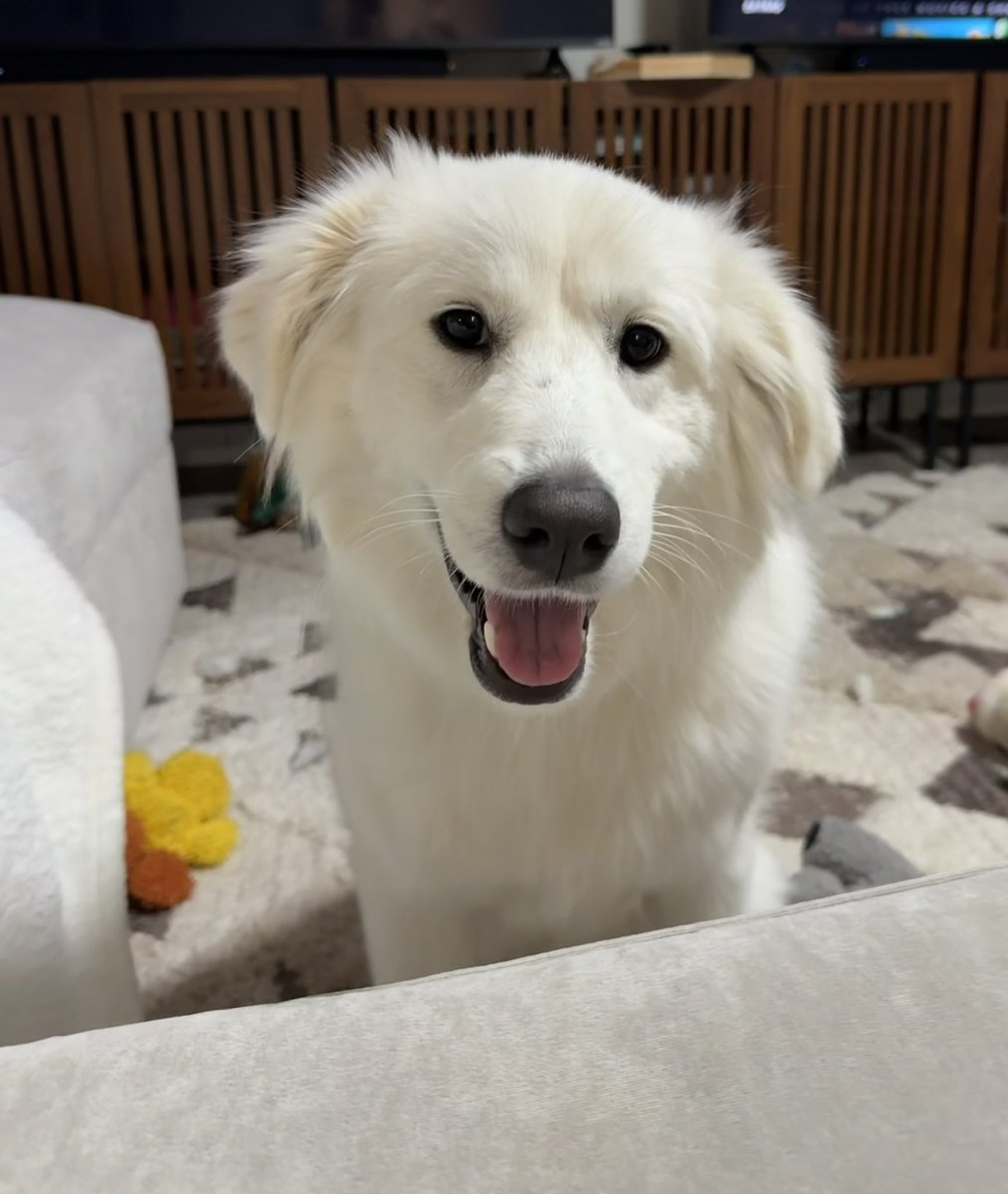 Lola Patolla tweet media