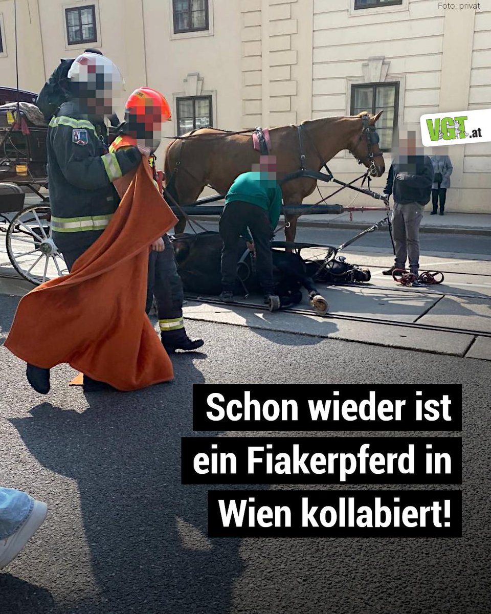 VGT - VEREIN GEGEN TIERFABRIKEN tweet media