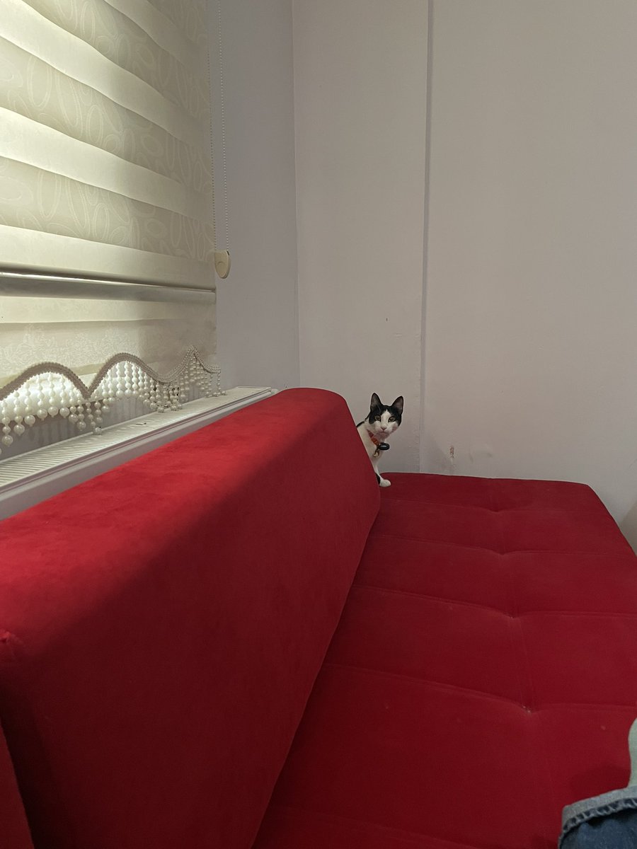 Joey The Jellybean (Jububekir) ve Tumbi Gelin tweet media