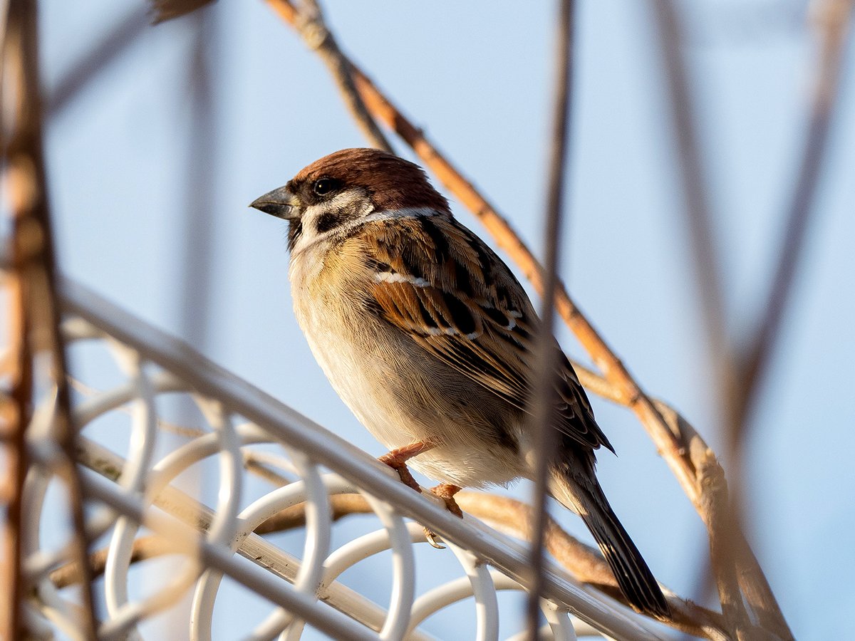 ごりぺん tweet media