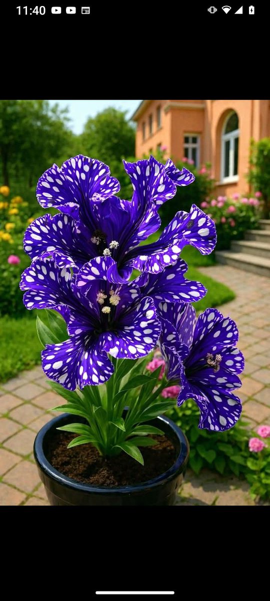 Luis granate tweet media