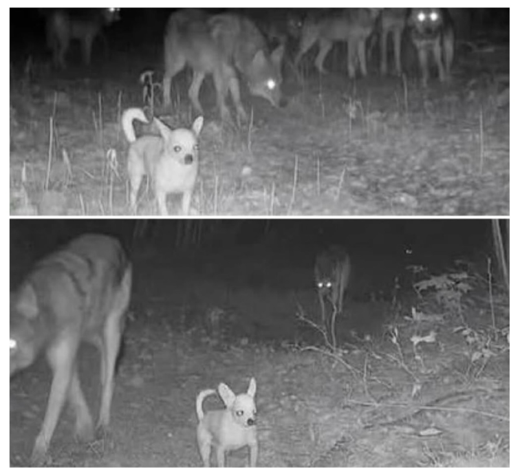 Onkel Barlow tweet media