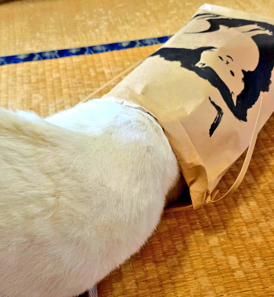 ハイツくろねこ🐈⬛🐾 tweet media