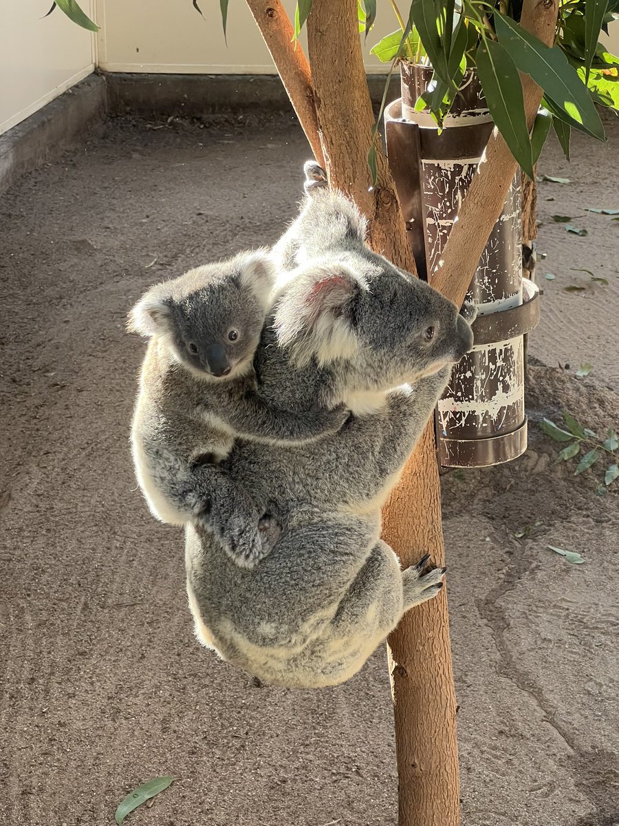 트리오리 tweet media