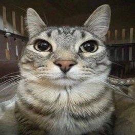 knight 🦭 tweet media