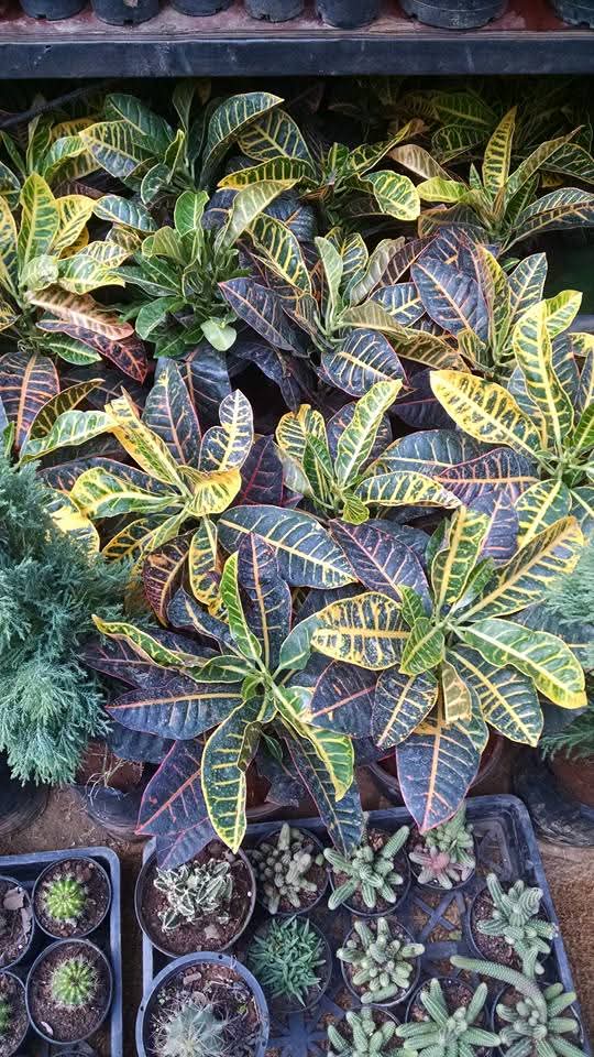 🍂My Green Zone🍃 tweet media