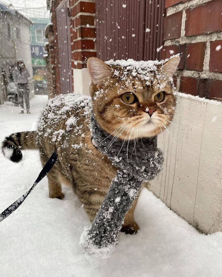 vivaneil tweet media