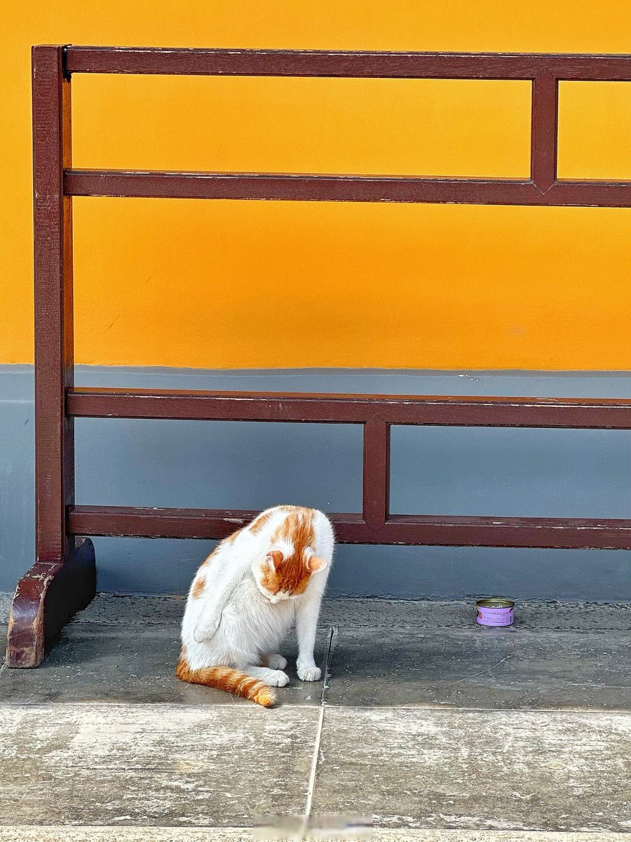 hhttweet's tweet photo. 加班晚归推开门，毛孩子���着尾巴扑过来——疲惫瞬间被治愈 宠物是无声的陪伴，却装着满格温暖～#宠物陪伴 #治愈时刻 https://t.co/8iNkRwfyxT