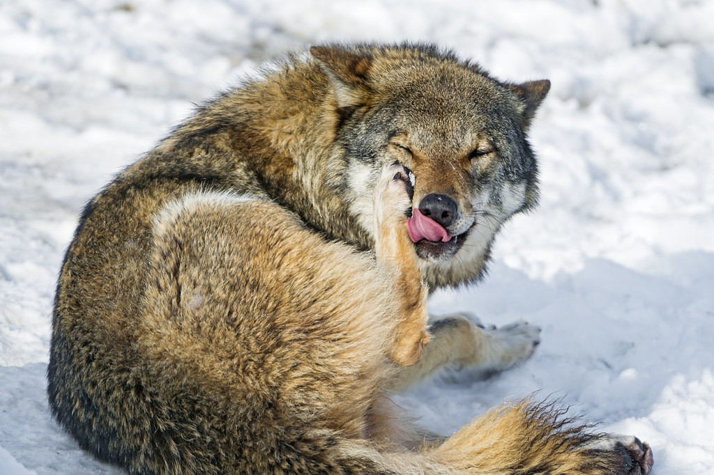 Emergency Wolf tweet media