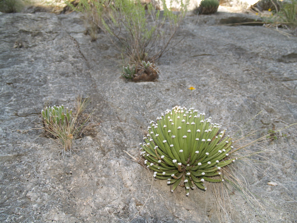 Nelson Valdez tweet media